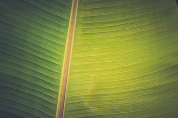 Wall Mural - Close up of organic green banana leaves on the tree with blur nature