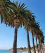 Palm Trees on a California beach