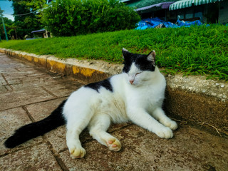 white cat on the roof