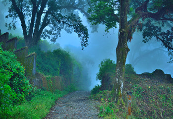 Wall Mural - Misty morning in the forest