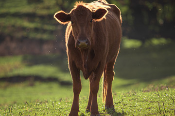 Cow