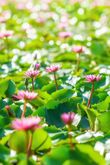 Wall Mural - Blooming pink water lilies on a tropical pond.