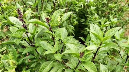 Wall Mural - Basil herbs are good for Thai food