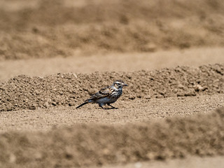 Wall Mural - Japanese skylark in a plowed farm field 6