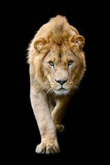 Wall Mural - close up detail portrait of big male lion on black background