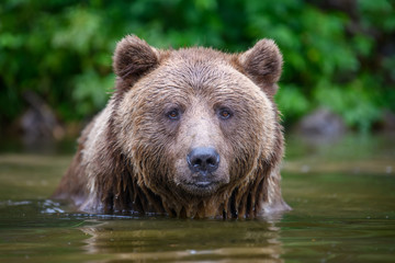 Wall Mural - wild adult brown bear ( ursus arctos ) in the water