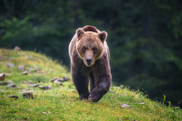 Wall Mural - wild adult brown bear (ursus arctos) in the summer forest