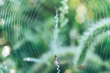 Poster - Cobweb or spider's web against a natural background, Dew drops on a spider .