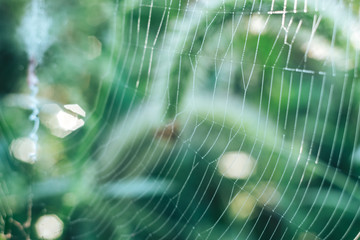 Poster - Cobweb or spider's web against a natural background, Dew drops on a spider .