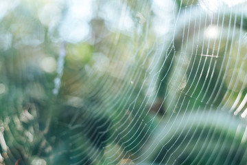 Poster - Cobweb or spider's web against a natural background, Dew drops on a spider .
