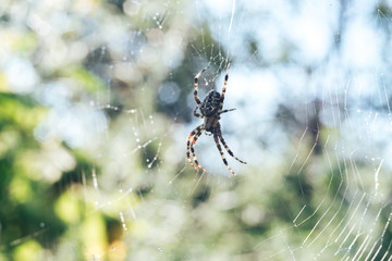 Poster - Cobweb or spider's web against a natural background, Dew drops on a spider .