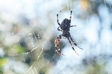 Poster - Cobweb or spider's web against a natural background, Dew drops on a spider .