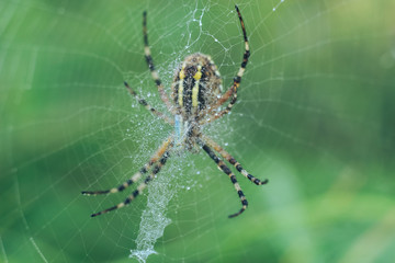 Poster - Cobweb or spider's web against a natural background, Dew drops on a spider .