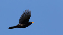 Portrait Of Common Blackbird (turdus Merula) Male In Flight Against Blue Sky