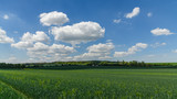 Fototapeta Tęcza - trees and buildings in rye fields, white clouds on blue sky
