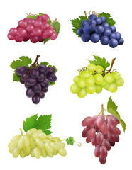 Wall Mural - grapes realistic. white and black grapes with leaves natural plants wine symbols vector collection. 