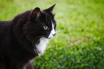 Wall Mural - Black and white cat outdoor.