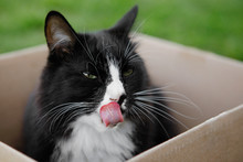 Black White Cat In The Box.