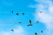 Swallows sit on wires against the blue sky.