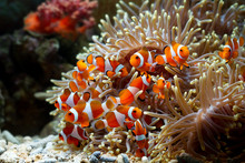 Cute Anemone Fish Playing On The Coral Reef, Beautiful Color Clownfish On Coral Feefs