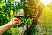 Glass Of Red Wine In A Grape Plant Row In A Vineyard