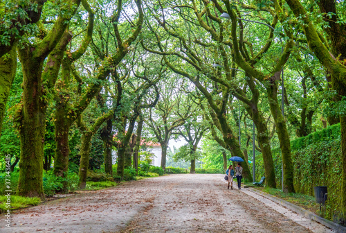 Fotografía Alameda Santiago de Compostela verde paseo naturaleza