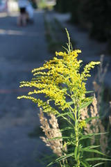 Wall Mural - yellow flowers on the shore of the river