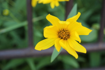 Wall Mural - yellow daffodil flower in the garden