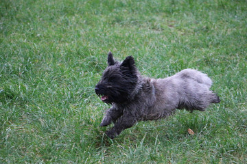 Poster - High angle shot of a cute Cairn Terrier dog running in the grass