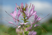 Pink Spider Flower (cleome Hassleriana) Against A Cloudy Blue Sky