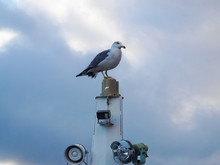 A Seagull Stands On The Yacht