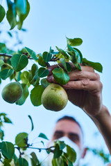 Wall Mural - man wearing mask collecting pears from the tree