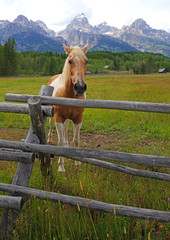 Horses on a ranch in summer in Grand Teton National Park in Wyoming, United States