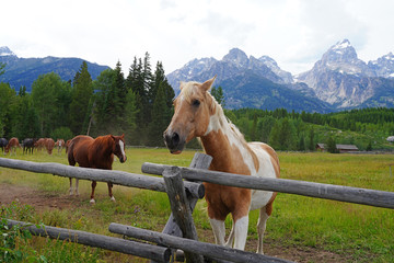 Horses on a ranch in summer in Grand Teton National Park in Wyoming, United States