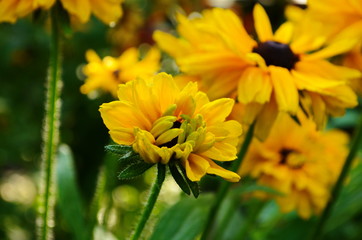 Orange gardens rudbeckia flower. Rudbecia in landscape design. Bright floral background.