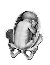 Baby Inside Womb With Legs Down In The Old Book Atlas Abildungen By D. W. Busch, Berlin, 1841