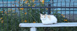 A beautiful fluffy cat lies on the bench. Stray cats outdoors. Homeless animals concept. Animal day concept. Banner.