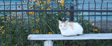 Fototapeta Tulipany - A beautiful fluffy cat lies on the bench. Stray cats outdoors. Homeless animals concept. Animal day concept. Banner.