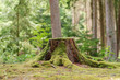  View of old tree stump covered with moss with  blurred forest background