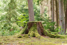  View Of Old Tree Stump Covered With Moss With  Blurred Forest Background
