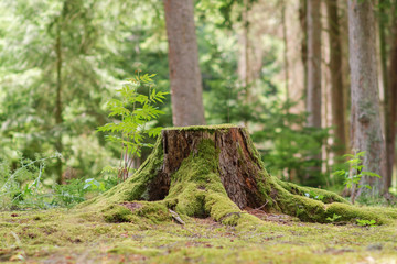  View of old tree stump covered with moss with  blurred forest background