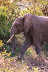 Wall Mural - Elephant in beautiful landscape scenery of bush savannah - Game drive in Lake Manyara National Park, Wild Life Safari, Tanzania, Africa