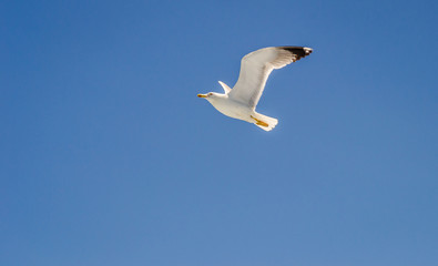 Wall Mural - Evia island, Greece - June 28. 2020: Sea gull in a natural environment 