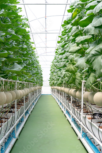 Cuadros en Lienzo Farm is Japanese Melon Plants in Greenhouse