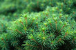 Brightly green prickly branches of fur tree or pine, selective focus
