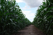High corn crops on a row in summer