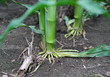 Closeup of corn root in summer, selective focus