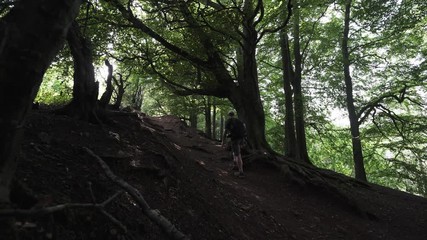 Wall Mural - A man walking up a beautiful forest path in the UK