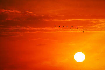 Wall Mural - sunset on evening orange red dark cloud on the yellow sky and ten birds flying
