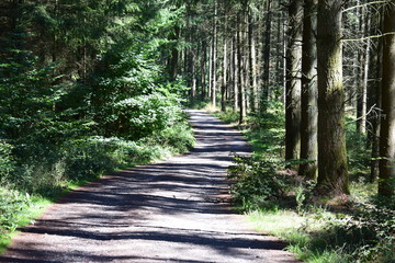 Wall Mural - Weg durch die sommerliche Landschaft auf den Höhen des Calmont, Eifelseite des Moseltal